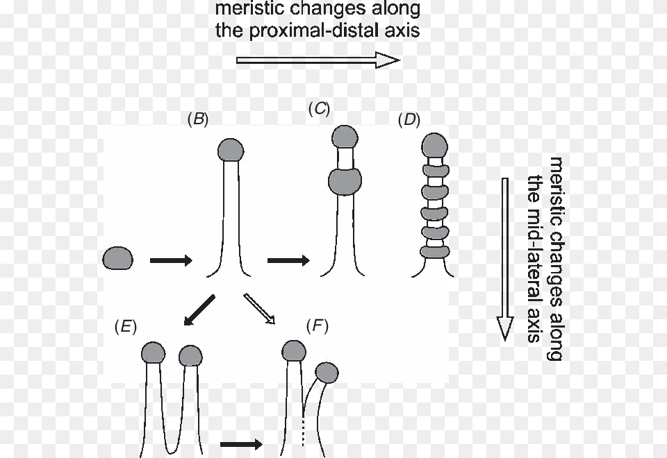 Diagram, Chart, Plot, Person, Uml Diagram Png