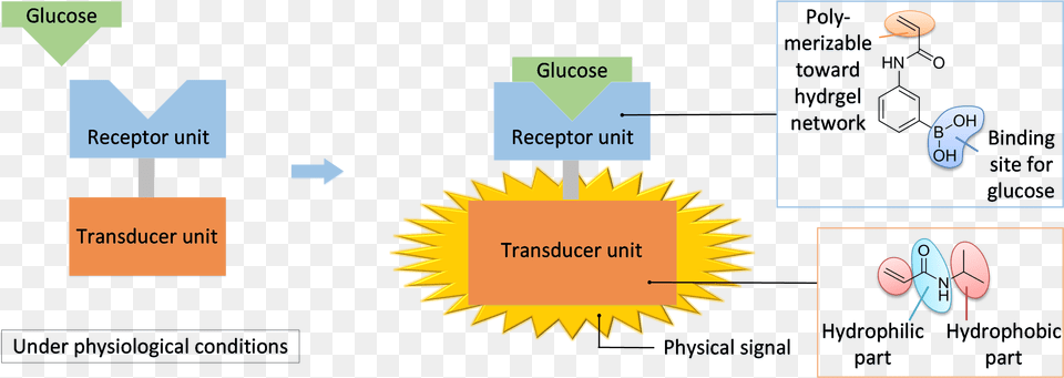 Diagram, Flower, Plant Free Transparent Png