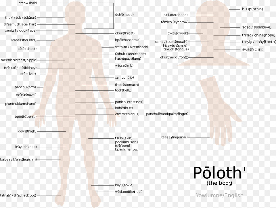 Diagram, Adult, Plot, Person, Man Free Transparent Png