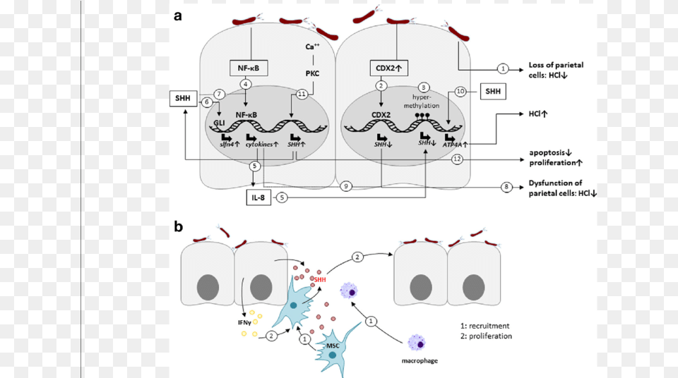 Diagram Png