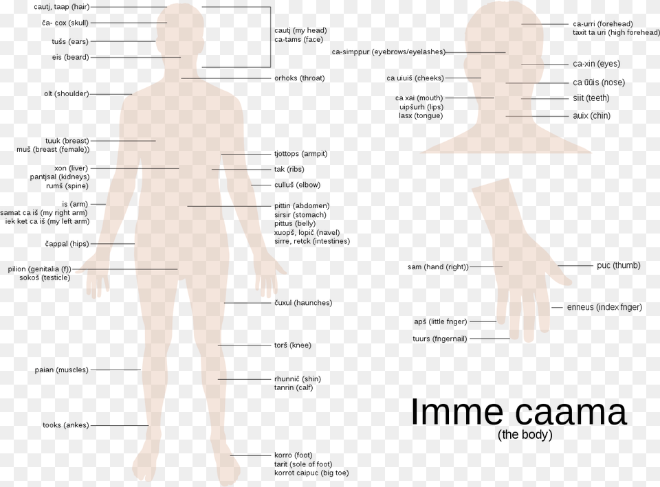 Diagram, Chart, Plot, Adult, Person Png