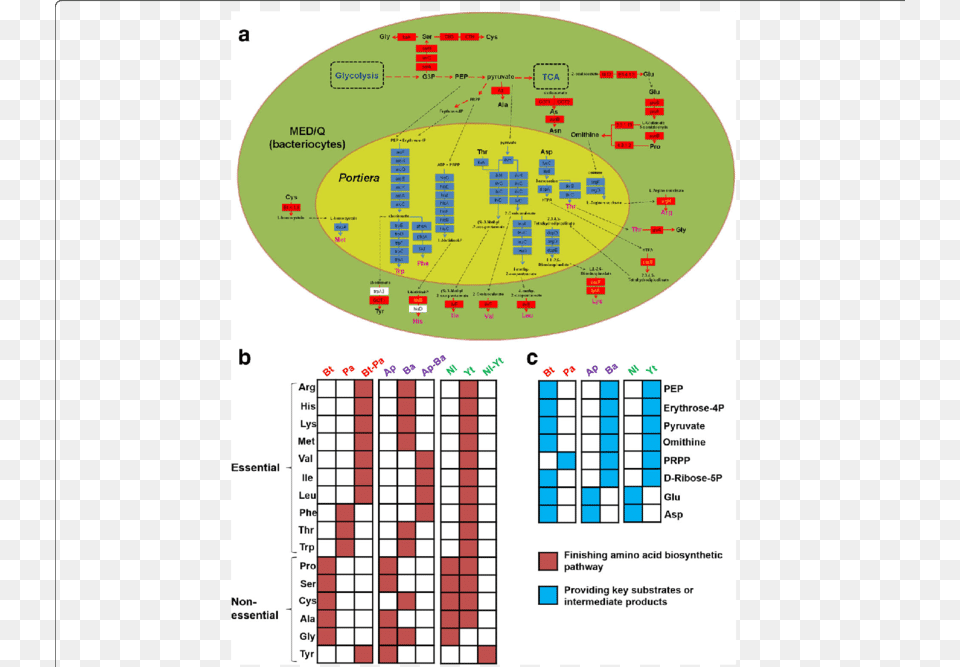 Diagram Free Png Download