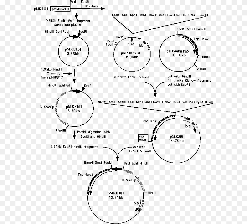 Diagram, Gray Free Transparent Png
