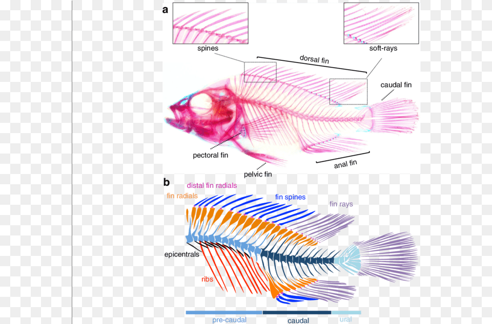 Diagram, Animal, Fish, Sea Life, Aquatic Free Png