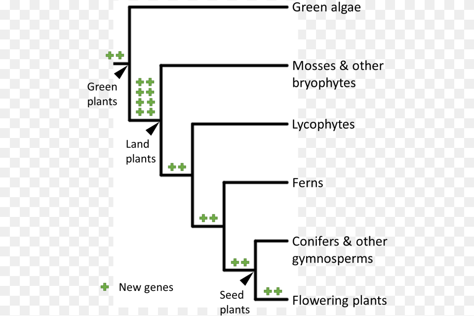 Diagram Free Png Download