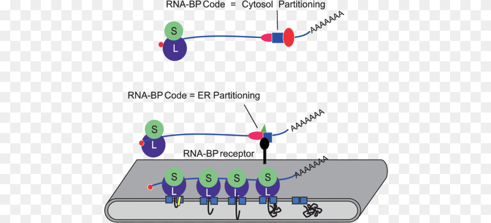 Diagram Png Image