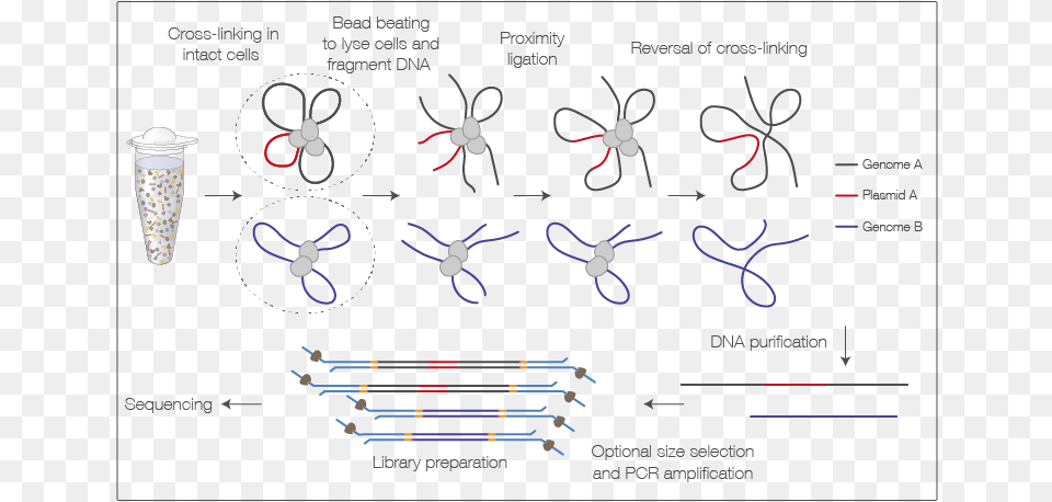 Diagram, Knot, Animal, Insect, Invertebrate Free Png