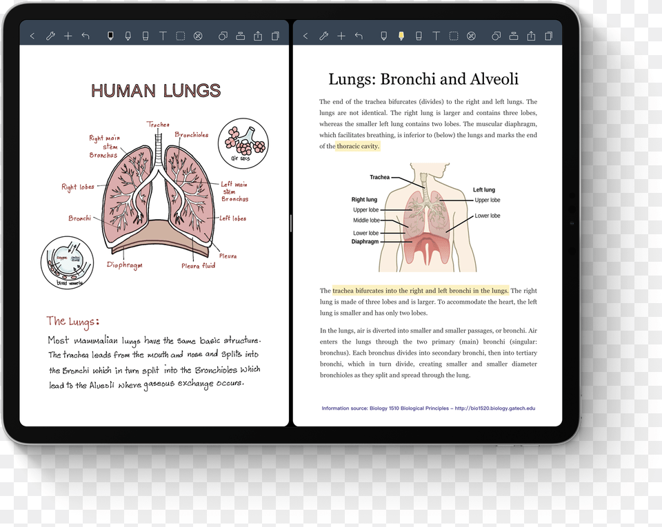 Diagram, Page, Text, Person Png Image