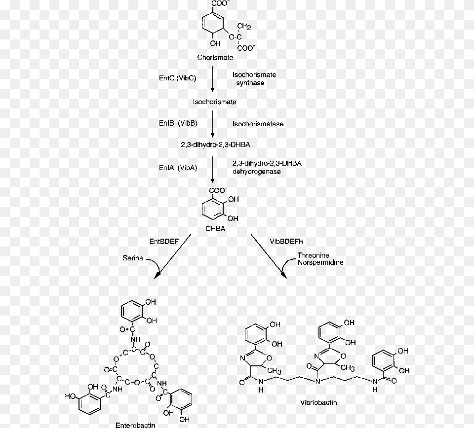 Diagram, Gray Free Transparent Png