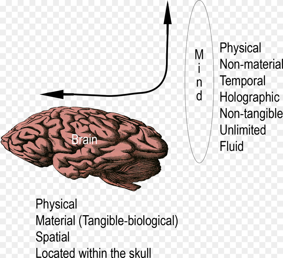 Diagram, Animal, Nature, Outdoors, Reef Png