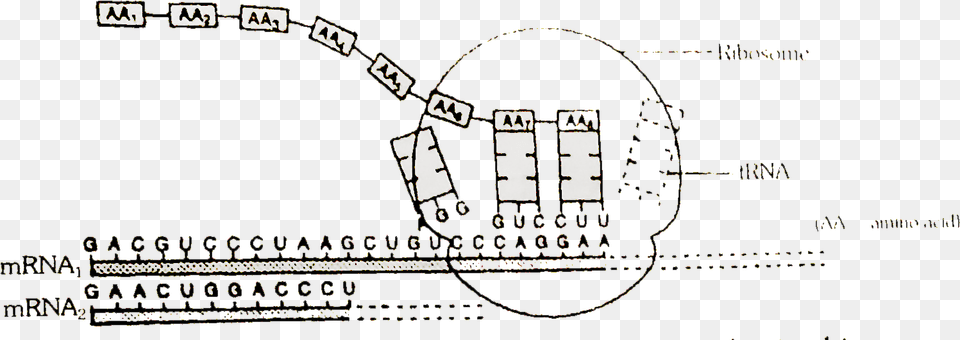 Diagram, Arch, Architecture Free Transparent Png