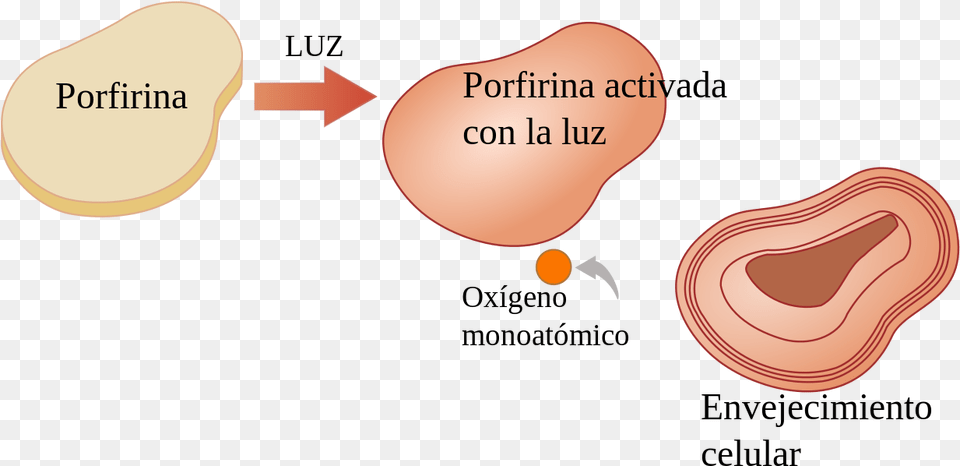 Diagram, Body Part, Ear Png Image