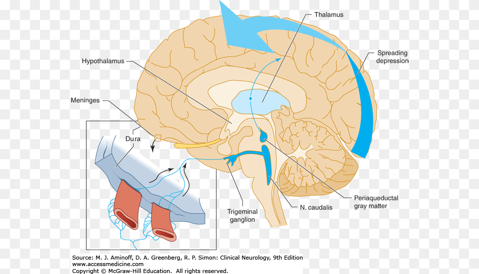 Diagram, Baby, Person Free Png