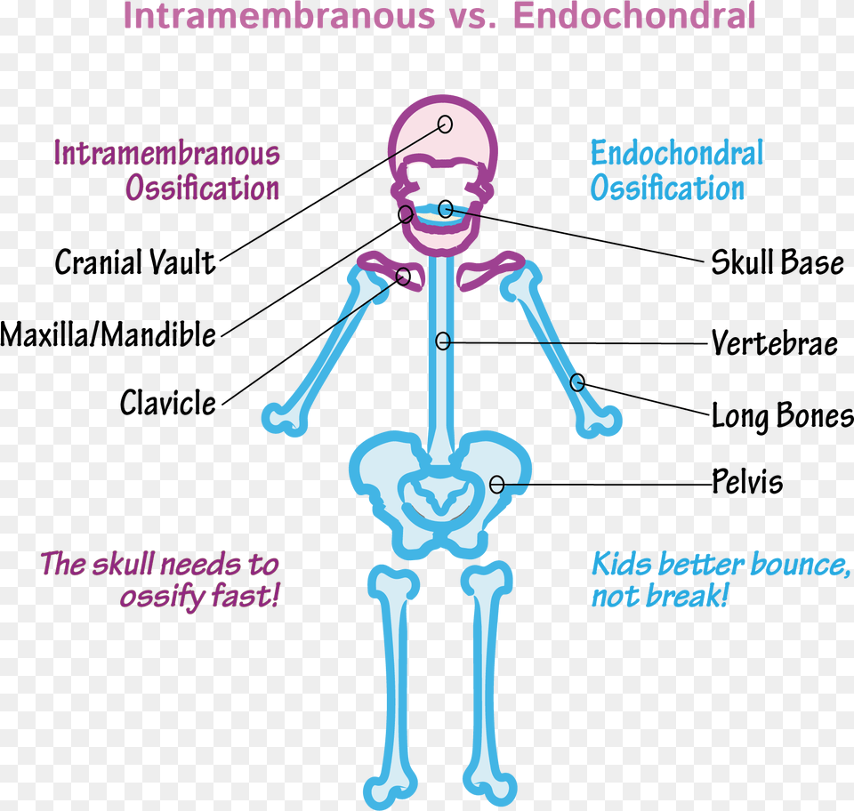 Diagram, Person, Face, Head Free Transparent Png