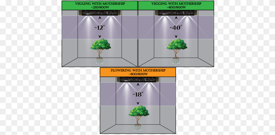 Diagram, Plant, Potted Plant, Tree, Vegetation Png