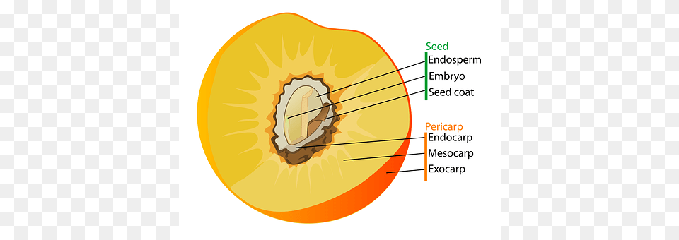 Diagram Food, Fruit, Plant, Produce Free Transparent Png