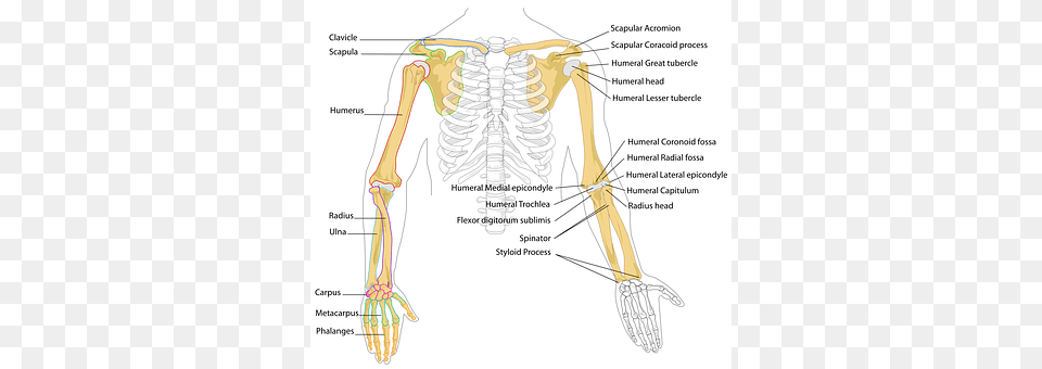 Diagram Bow, Weapon Png Image