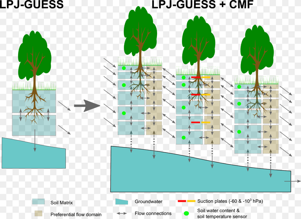 Diagram, Leaf, Plant, Vegetation, Tree Png Image