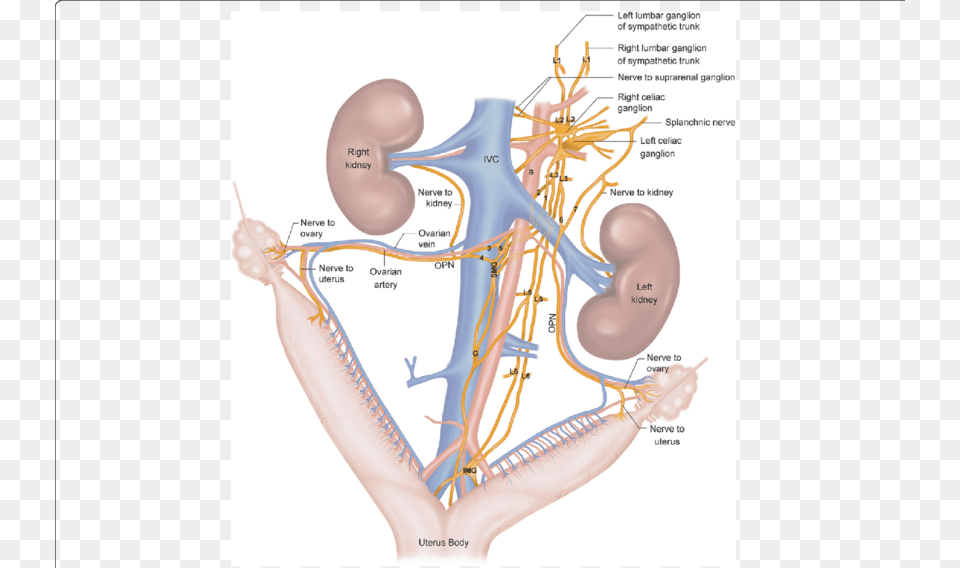 Diagram, Body Part, Face, Head, Neck Png Image