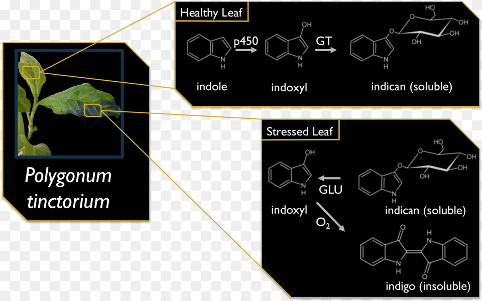 Diagram, Plant, Vegetation, Blackboard, Leaf Png