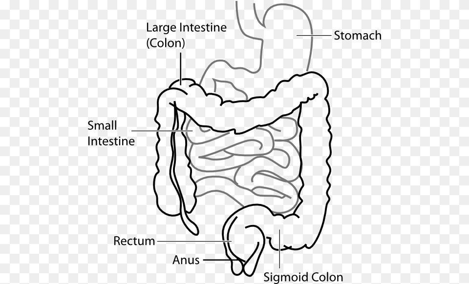 Diagram Clip Art At Large Intestine And Small Intestine Diagram, Body Part, Stomach, Ammunition, Grenade Free Transparent Png