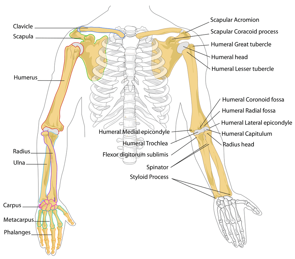 Diagram Clipart, Skeleton Free Png