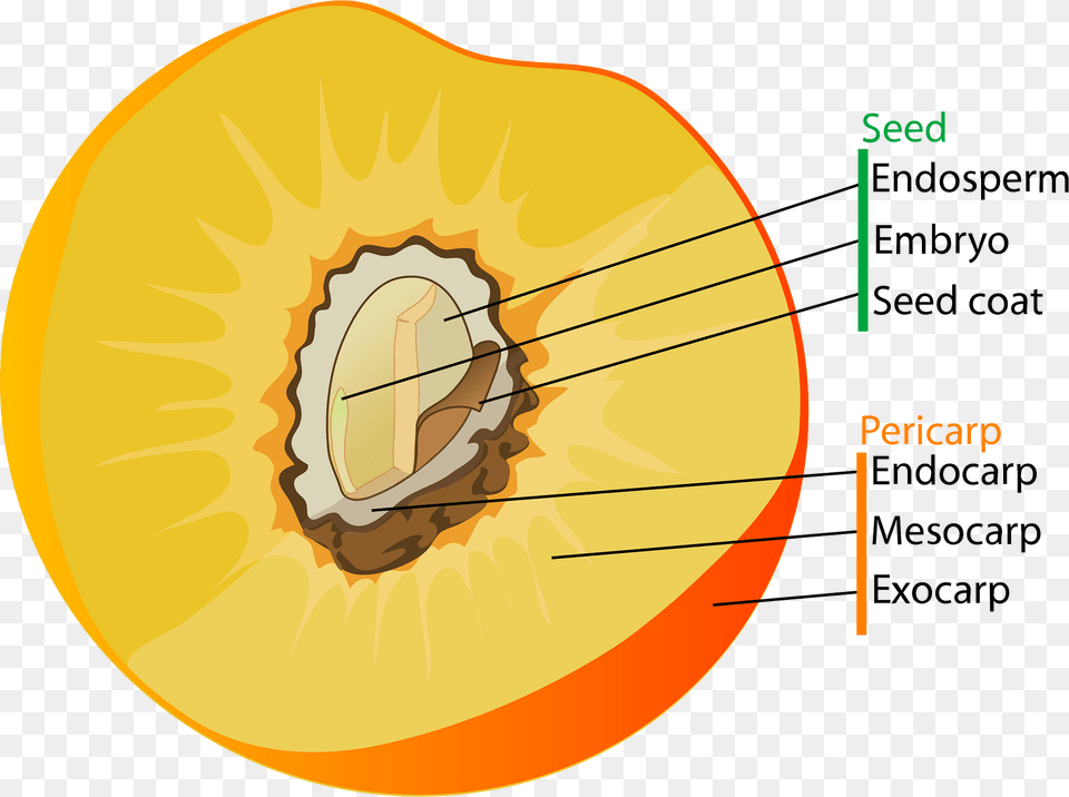 Diagram Clipart, Food, Fruit, Plant, Produce Free Transparent Png