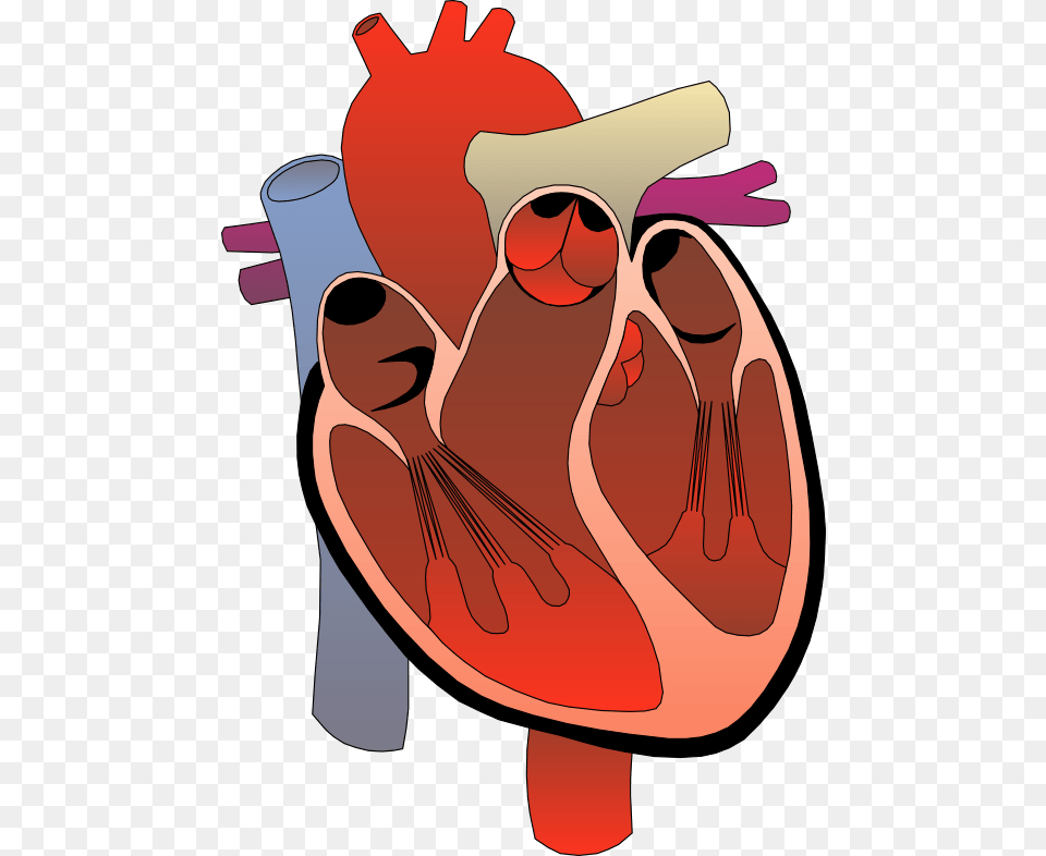 Diagram Human Heart Clip Art Image, Baby, Person Free Png