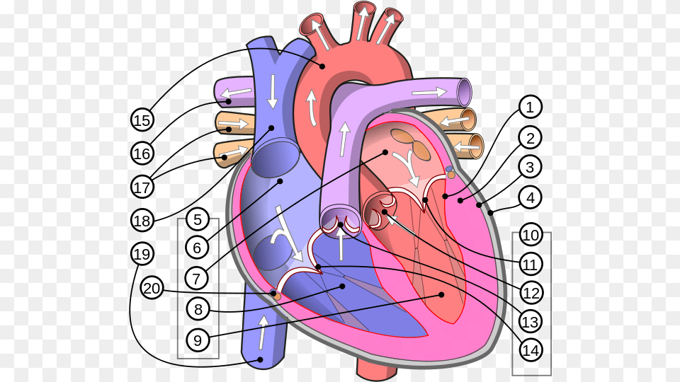 Diagram Human Heart Diagram English, Dynamite, Weapon Free Transparent Png