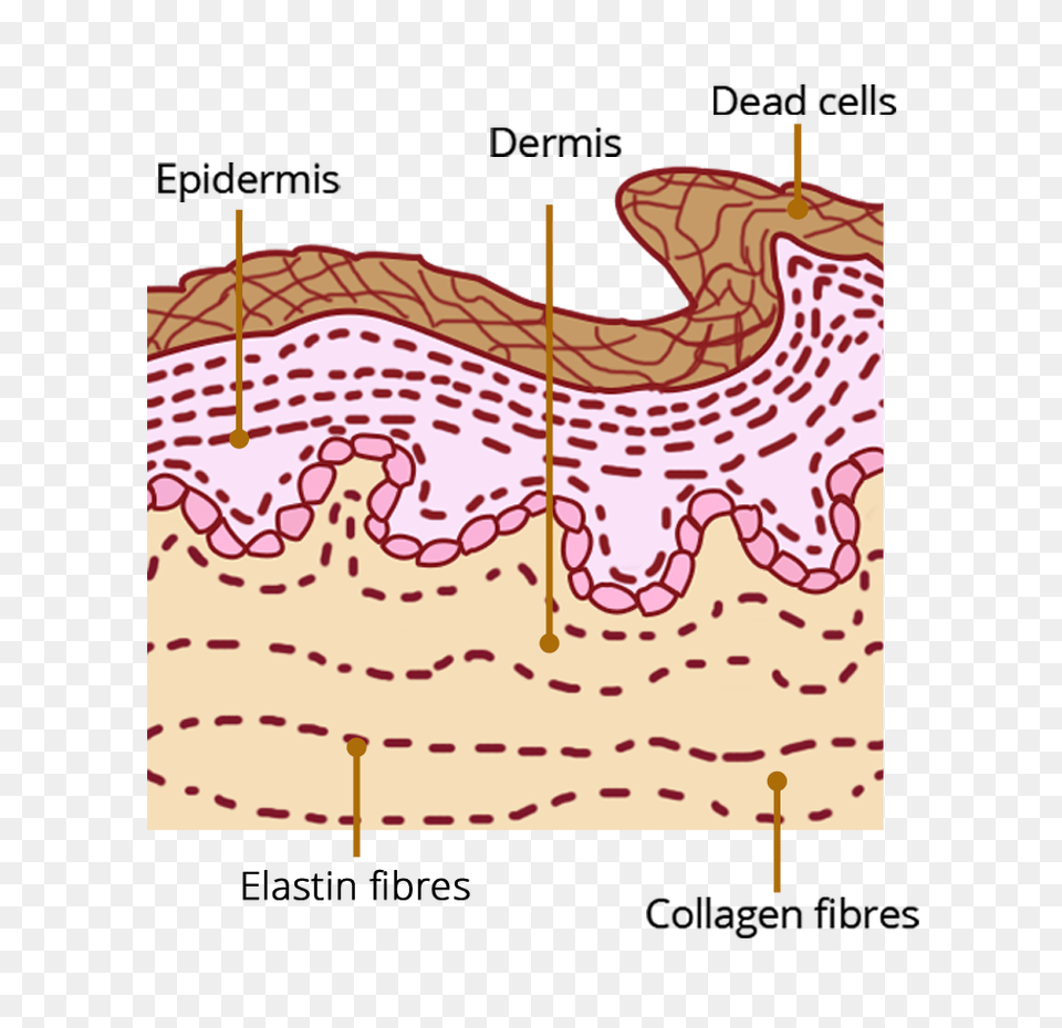 Diagram Image Hirudoid Cream On Scars Before And After, Chart, Plot, Crib, Furniture Free Transparent Png