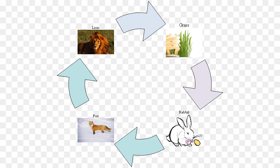 Diagram Of A Food Chain Make Food Chain, Animal, Lion, Mammal, Wildlife Png