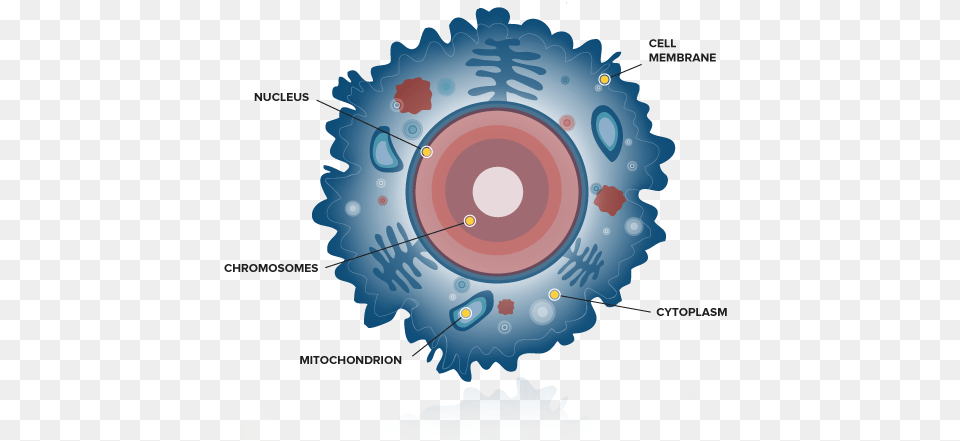 Diagram Of A Human Cell Beta Cell Simple Diagram, Machine, Disk, Gear, Outdoors Png