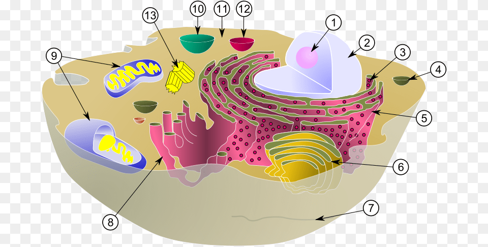 Diagram Of A Typical Animal Cell With Its Organelles Intracellular Fluid In Cell, Birthday Cake, Cake, Cream, Dessert Free Png Download