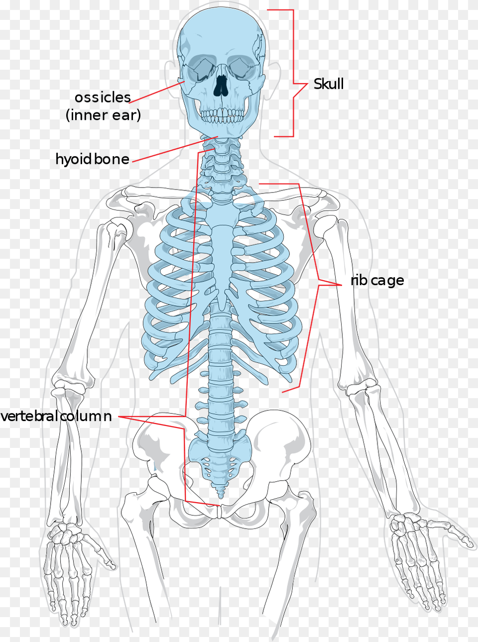 Diagram Of Axial Skeleton, Adult, Male, Man, Person Free Transparent Png