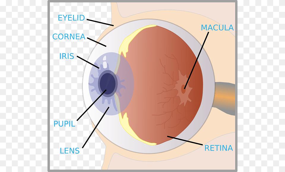 Diagram Of Eye For Kids The Eye Diagram For Kids Nurse Label Of An Eye, Face, Head, Person Png Image