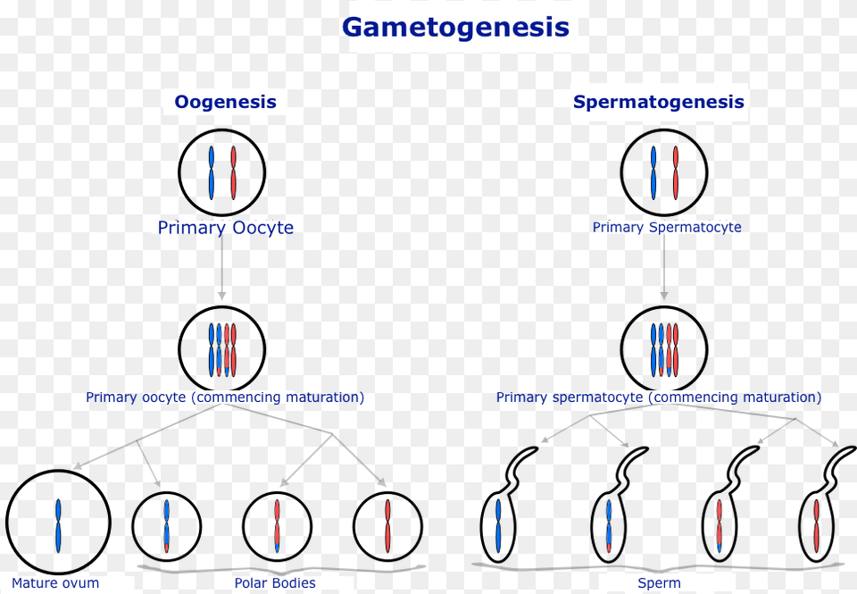 Diagram Of Gametogenesis Cellule Germinali, Text Png Image