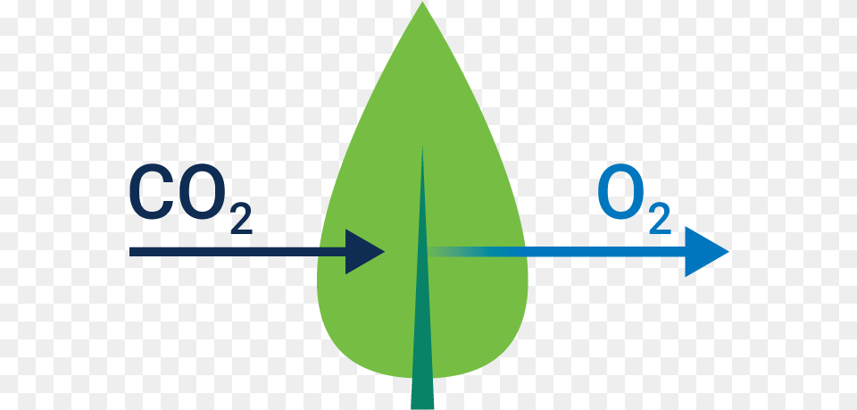 Diagram Of Gas Exchange Circle, Leaf, Plant, Droplet, Weapon Free Png
