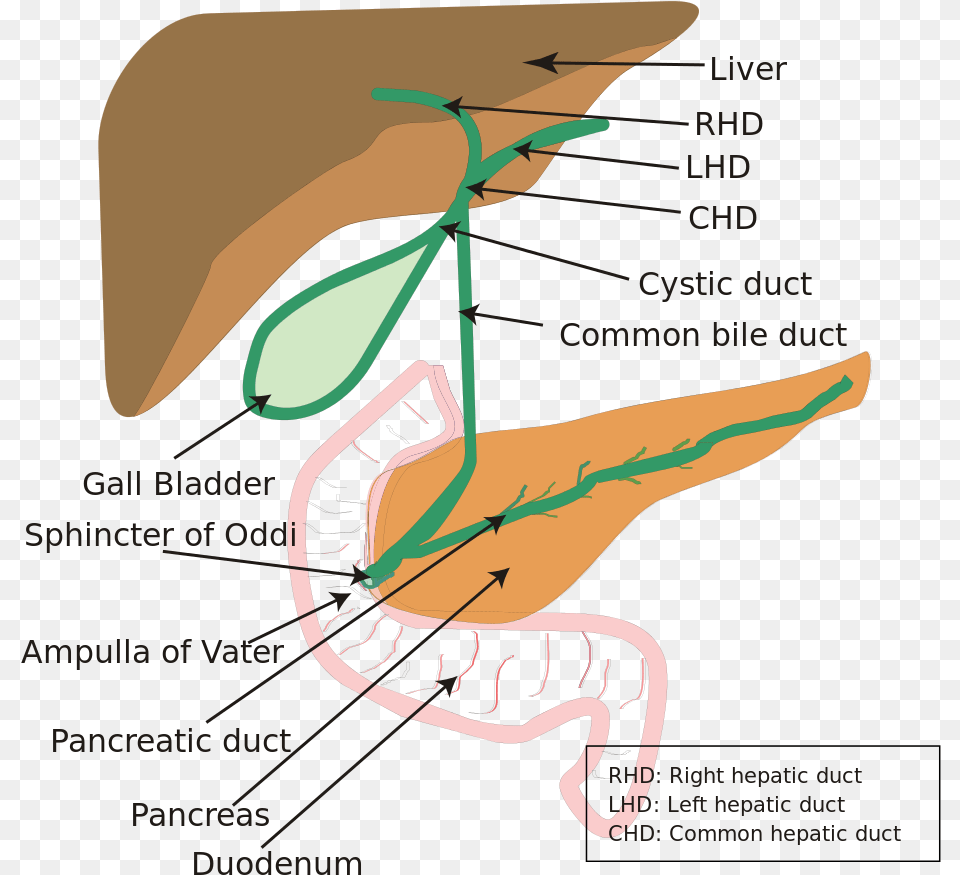 Diagram Of Hepatobiliary System, Chart, Plot Free Png Download