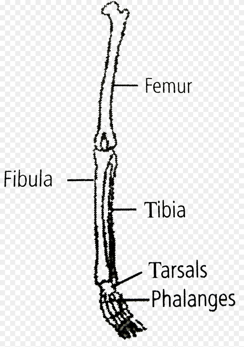 Diagram Of Hind Limb Of Human, Cutlery Free Png Download