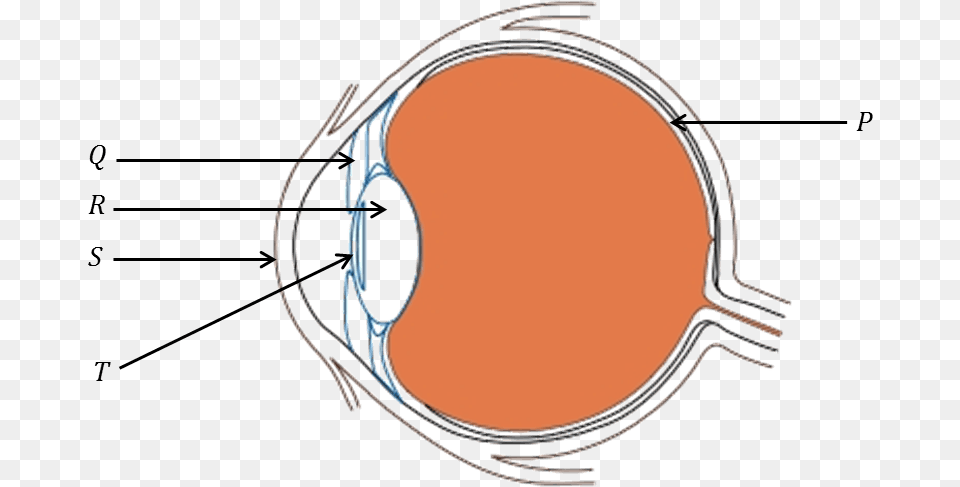 Diagram Of Human Eye Science Questions About Eye, Ct Scan Free Transparent Png