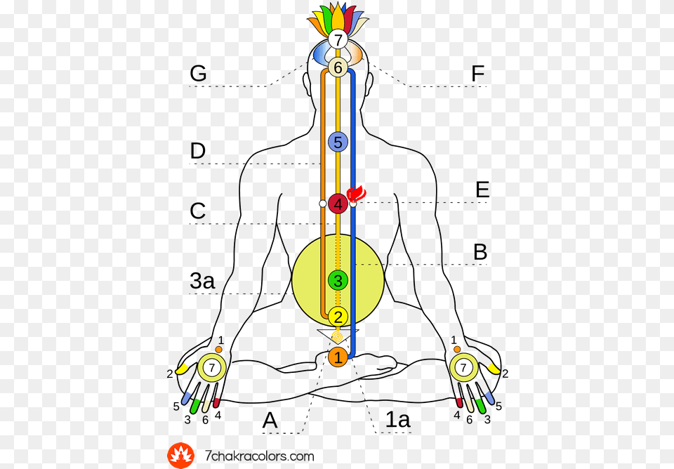Diagram Of Ida Pingala And Shushumna Channels Energy Flow Map In Human Body, Art, Graphics, Chandelier, Lamp Png