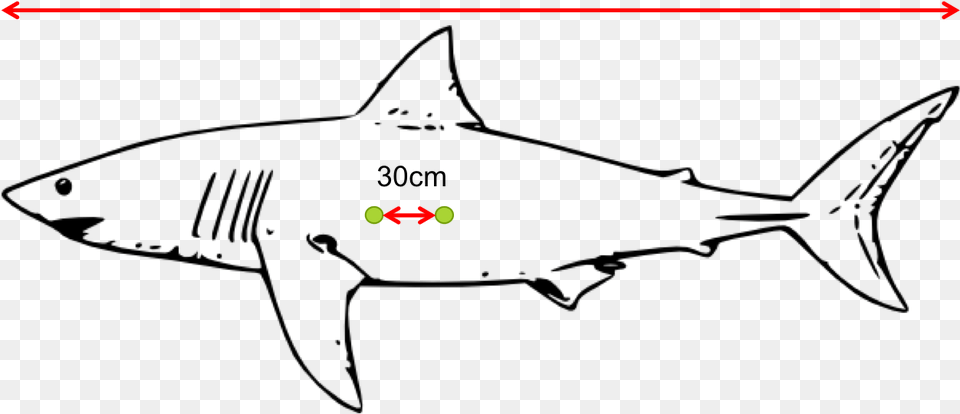 Diagram Of Laser Dots On The Side Of A Shark Great White Shark Clip Art Free Png Download
