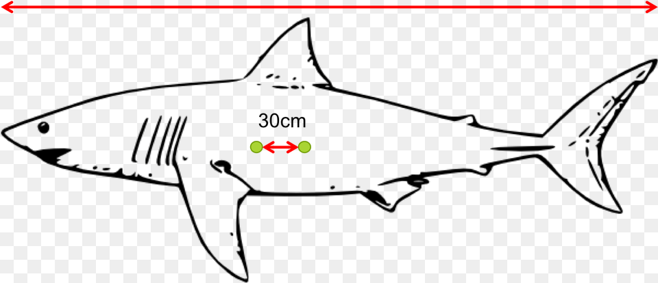 Diagram Of Laser Dots On The Side Of A Shark Great White Shark Outline Drawing Png