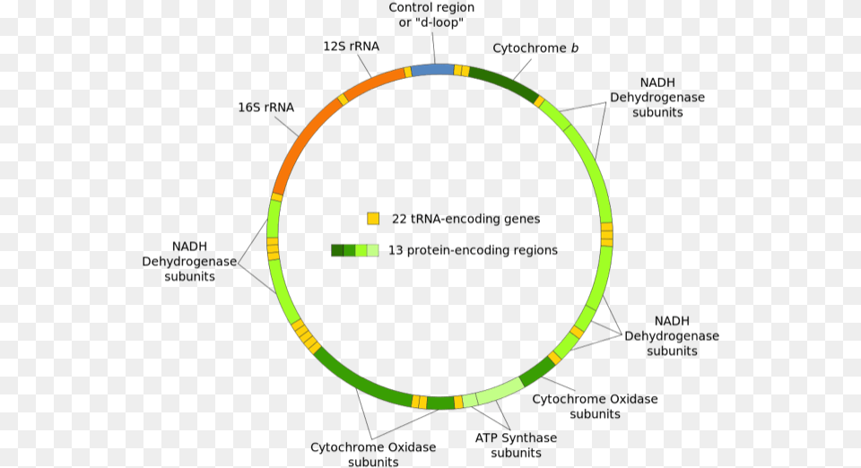 Diagram Of Mitochondrial Dna Mitochondrial Dna, Hoop Free Png