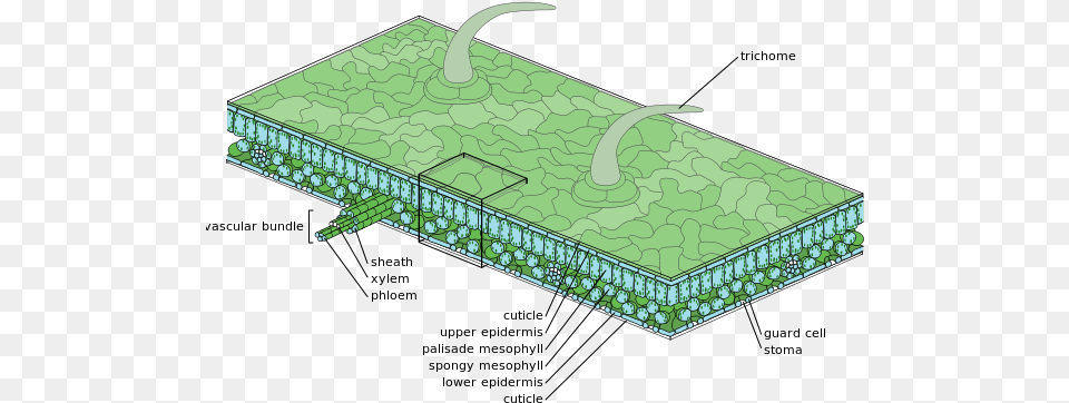 Diagram Of Moderate Scale Leaf Anatomy Epidermis De La Planta Png Image