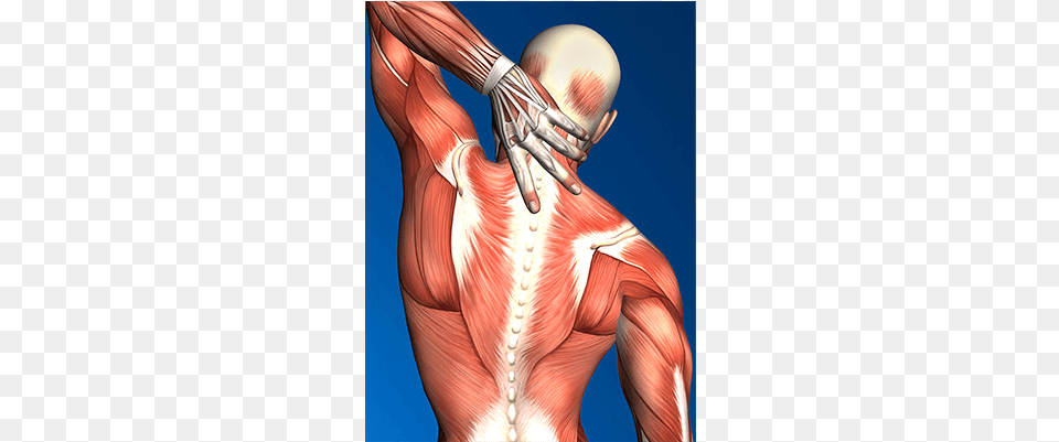 Diagram Of Muscles In Upper Back Muscle, Body Part, Face, Head, Person Png