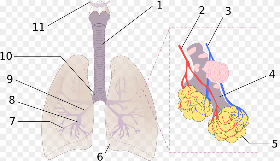 Diagram Of Respiratory System Numbered Free Png Download