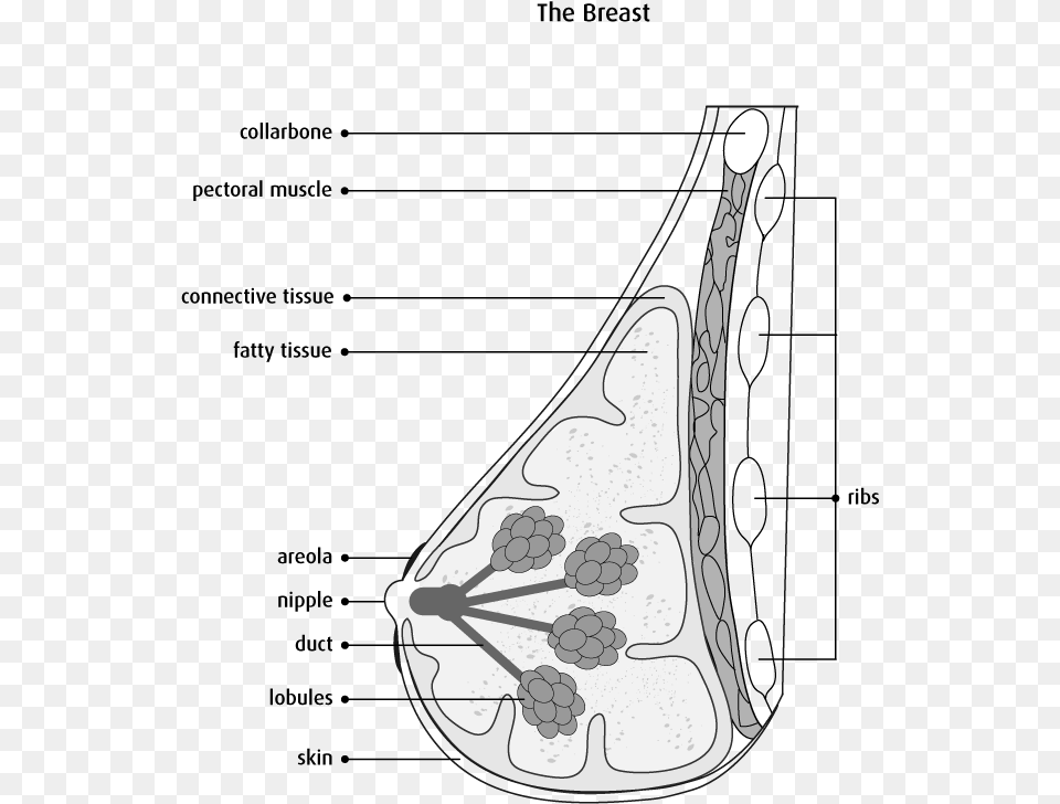 Diagram Of Side View Cross Section Of The Breast Breast Cancer Diagram Black And White, Art, Smoke Pipe Free Png Download