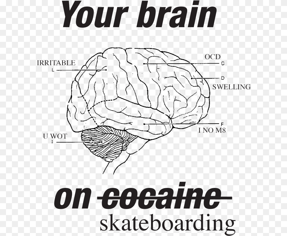 Diagram Of The Brain, Advertisement, Poster, Text Free Png Download