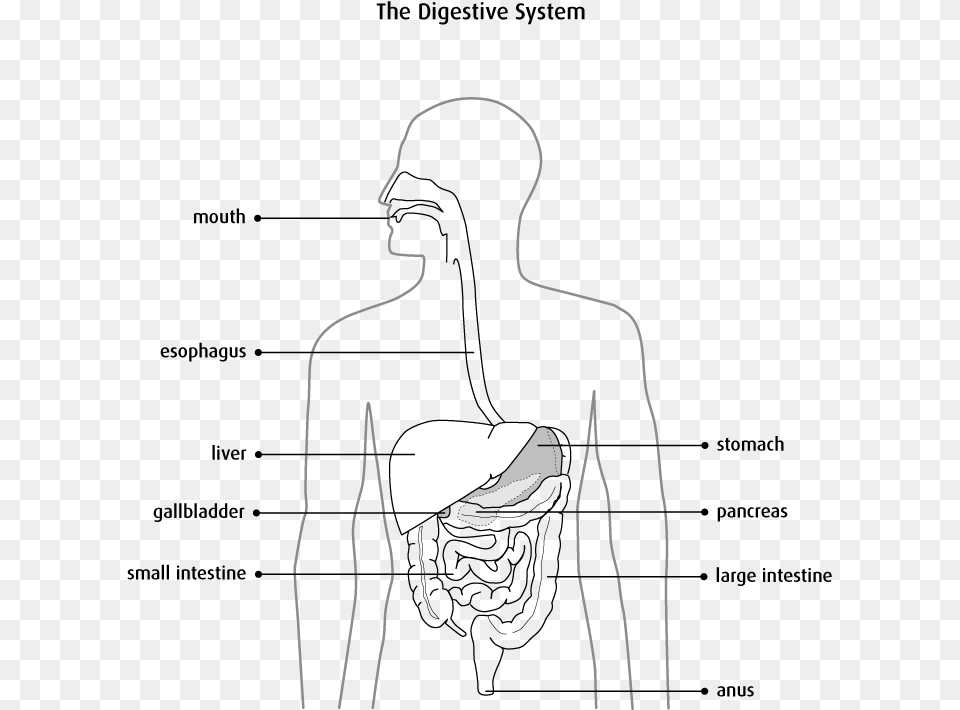 Diagram Of The Digestive System Abdomen Anatomy Black And White, City, Urban, Architecture, Building Free Png Download